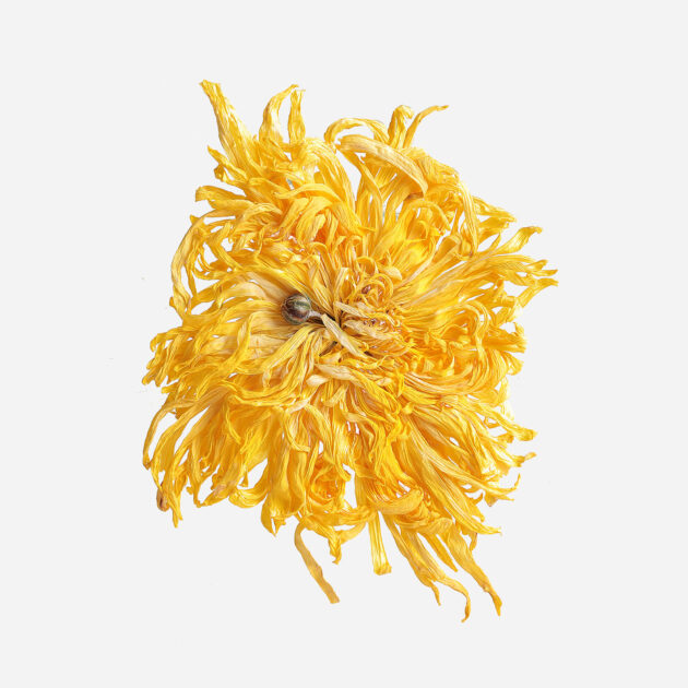 Golden Silk King Chrysanthemum Tea (Jin Si Huang Ju)