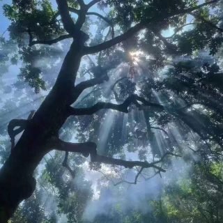 Sunlight pierces through the mist, whispering stories of time and tea.
A wild boar wanders freely under the old tea trees, guardians of centuries of flavor.
And this leaf? A rare, giant beauty—proof of nature’s quiet power.
Here, tea is not just harvested. It's respected. It's lived.
#TeaForestMagic #AncientTeaTrees #NatureVibes #PuErhOrigins #WildAndSacred #HenceTea #TeaIsLife #ForestWhispers #TeaTastingIsFriendMaking 🌱🍵