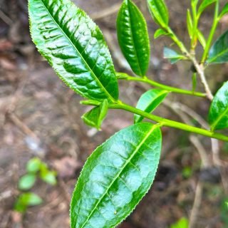 Fresh Growth, Pure Energy 🍃🥰Every leaf tells a story — of mountain mist, morning dew, and centuries of tradition. This is where tea begins. 🌱✨
#TeaLeaves #CamelliaSinensis #TeaCulture #NatureLovers #TeaFarmVibes #GreenGold #HenceTea #TeaJourney #FromLeafToCup
