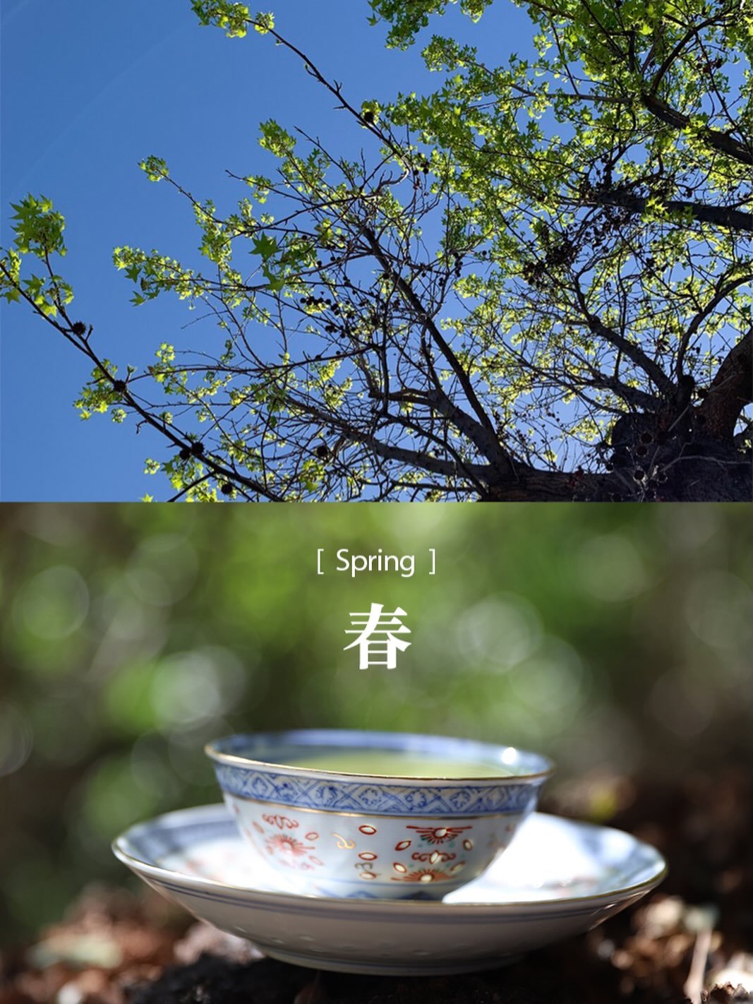 [ 春 Spring ] A cup of fresh green tea carries the breath of trees, the warmth of sunlight, and the calm of nature.

Slow down, sip, and feel the season.

#SpringTea #GreenTea #ChineseTea #Longjing #teatime