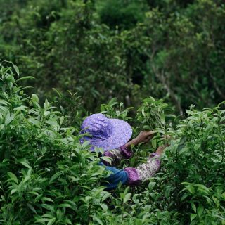 Spring means one very important thing for us. It’s time to go back to the source.

Phoenix Mountain, Guangdong, is the birthplace of Phoenix Dancong, one of China’s most celebrated oolongs. Grown at elevation in the misty peaks, each Dancong varietal carries its own distinct aroma and character, shaped by the land, the season, and the hands that tend it.

We love spending time with the farmers who have dedicated their lives to this craft. They wake before dawn, climb the mountain slopes, and pick each leaf by hand. Their dedication is quiet and unwavering, and it humbles us every single time.

We are honored to carry their work with us in every cup we share. The tea in your cup begins with them.

#dancong #phoenixmountain #oolong #teafarm #hencetea