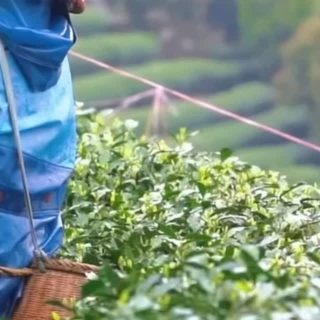 What does it really take to source great tea?

It meant standing in a Hangzhou tea garden at dawn, watching a master picker move through the rows — two leaves and a bud, every stem. Then the drying. Then the wok, where the master pressed each handful flat by hand and showed us the motion.

It is not just learning where Longjing comes from, but why every step exists, and what‘s lost when you skip it.

#hencetea #longjingtea #dragonwelltea #teasourcing #teafarming