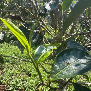 What does it really take to source great tea?It meant hiking into the forests of Yunnan, where farmers hand-pick every leaf and press it in a wok the same way they always have.We came to source Pu-erh. We stayed to understand it. 🍃#hencetea #puerhtea #yunnan #teafarming #springharvest