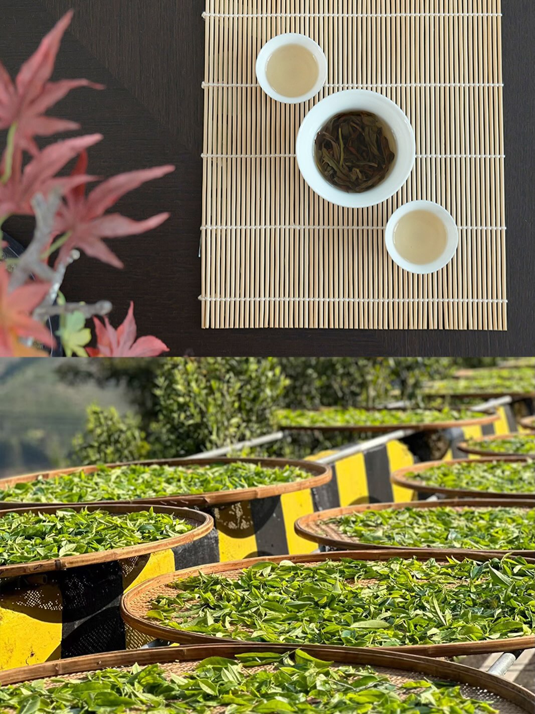 This is what Mi Lan Xiang looks like before it reaches your cup.Leaves hand-picked from Phoenix Mountain, laid out to wither in the sun. Each basket holding the beginning of that honey orchid fragrance.#milanxiang #oolongtea #chinesetea #farmtocup #hencetea