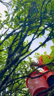 2026 Tea Hunt — Phoenix Mountain, Guangdong.

Nearly 3 meters tall. Ancient. Wild. This Dancong tree says it all.

#2026teahunt #phoenixmountain #oolongtea #chinesetea #gongfutea