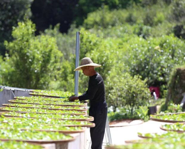 Tea producer arranging freshly picked tea leaves on bamboo trays outdoors for sun withering, surrounded by greenery.