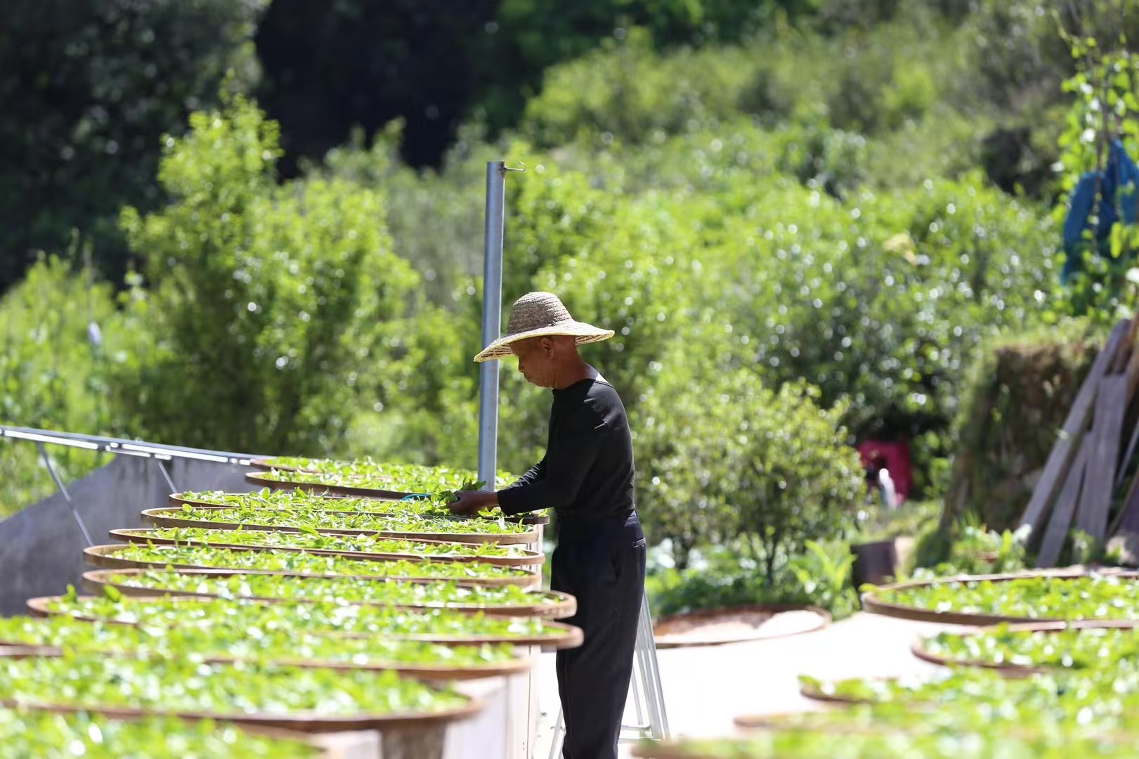 Tea producer arranging freshly picked tea leaves on bamboo trays outdoors for sun withering, surrounded by greenery.