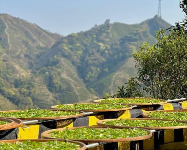 Freshly harvested Dancong tea leaves spread across large bamboo trays for sun withering, with the mountainous landscape of Phoenix Mountain in the background.