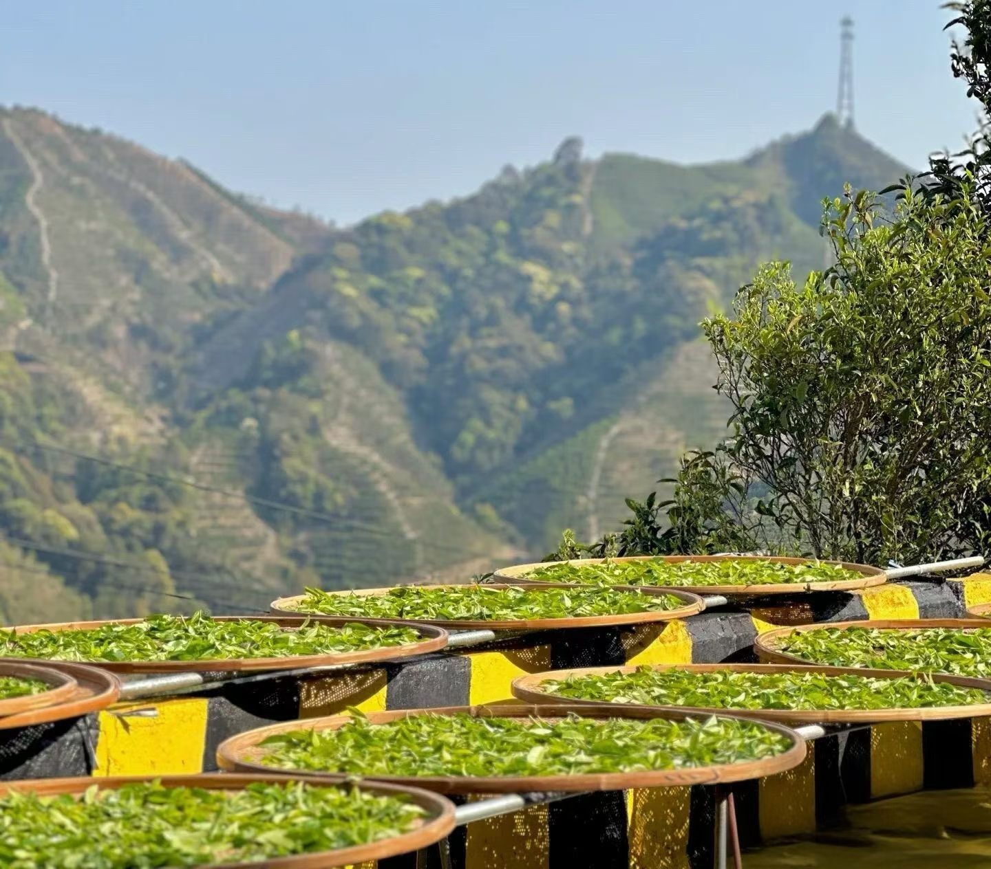 Freshly harvested Dancong tea leaves spread across large bamboo trays for sun withering, with the mountainous landscape of Phoenix Mountain in the background.