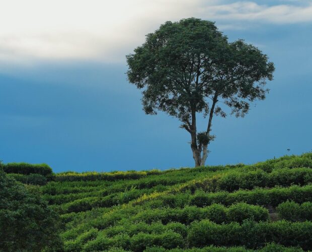 Lone tree standing atop gently terraced green tea fields under a dramatic blue sky with soft cloud cover.