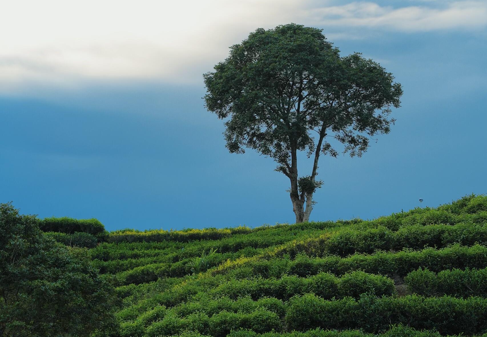 Lone tree standing atop gently terraced green tea fields under a dramatic blue sky with soft cloud cover.