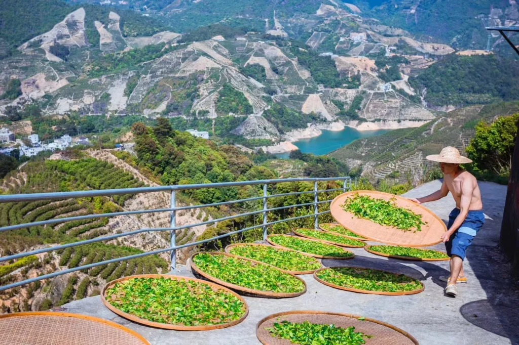 Where they grow: Phoenix Mountain vs Wuyi Shan