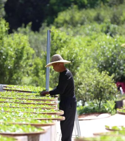 Tea producer arranging freshly picked tea leaves on bamboo trays outdoors for sun withering, surrounded by greenery.