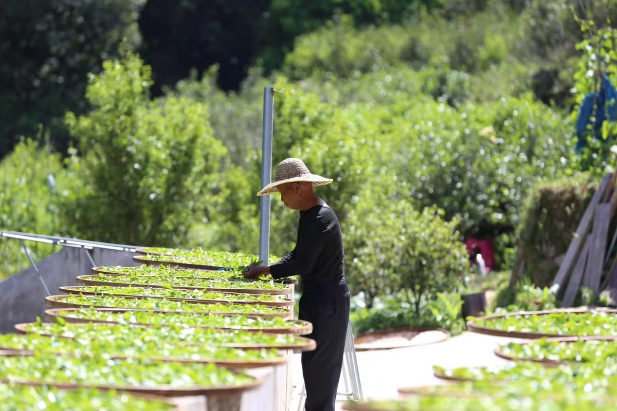 Tea producer arranging freshly picked tea leaves on bamboo trays outdoors for sun withering, surrounded by greenery.