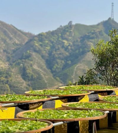 Freshly harvested Dancong tea leaves spread across large bamboo trays for sun withering, with the mountainous landscape of Phoenix Mountain in the background.