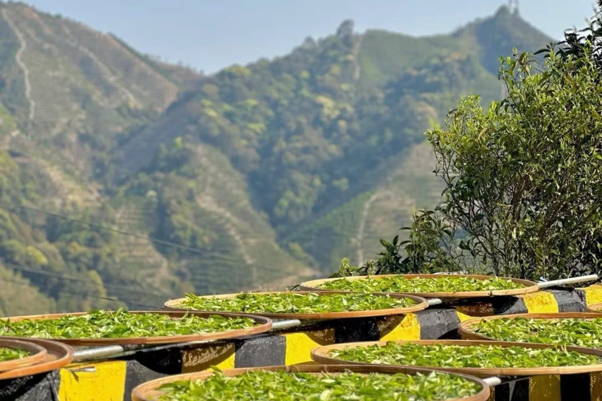Freshly harvested Dancong tea leaves spread across large bamboo trays for sun withering, with the mountainous landscape of Phoenix Mountain in the background.