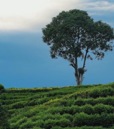 Lone tree standing atop gently terraced green tea fields under a dramatic blue sky with soft cloud cover.