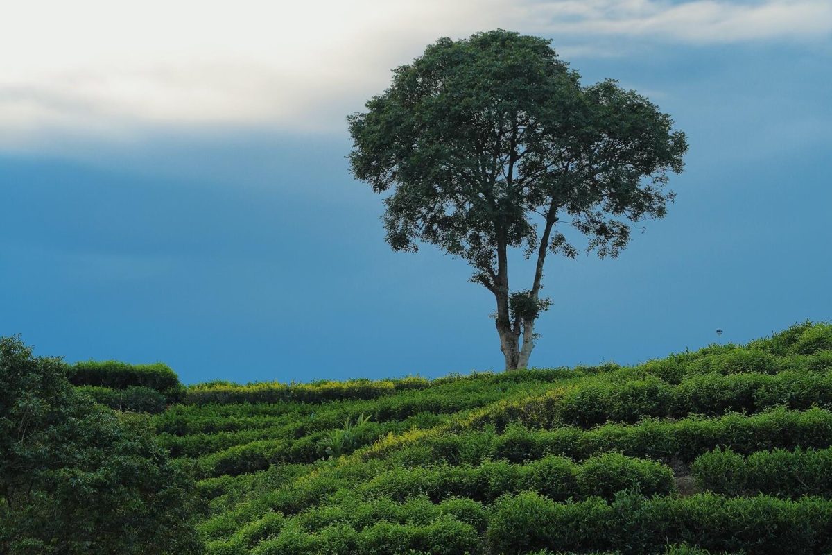 Lone tree standing atop gently terraced green tea fields under a dramatic blue sky with soft cloud cover.