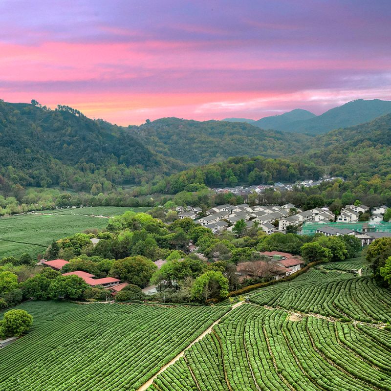 environment-tea farm